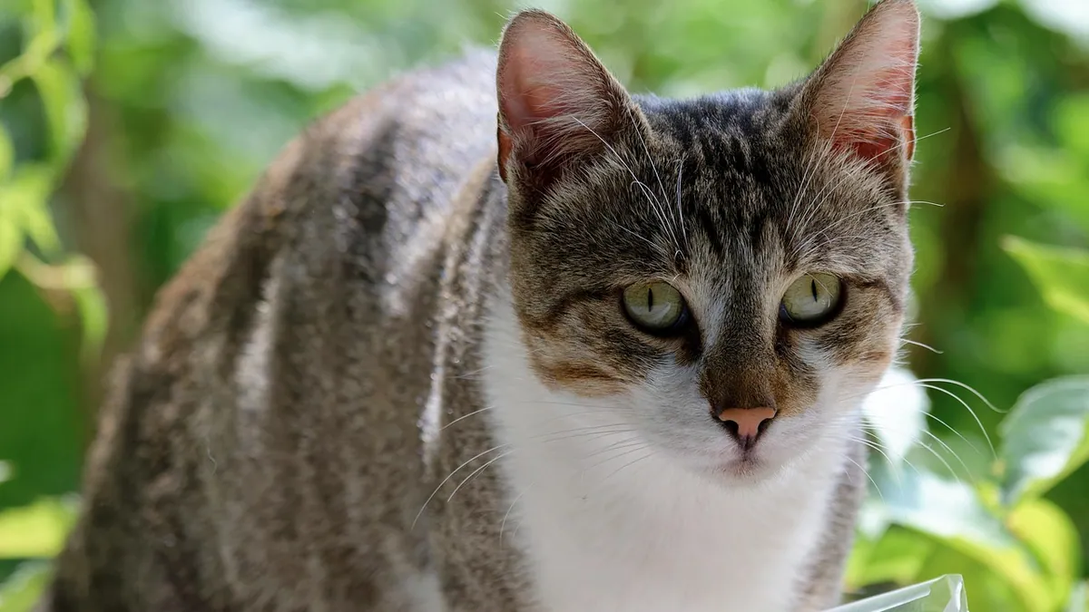 Are Fake Plants Poisonous to Cats?