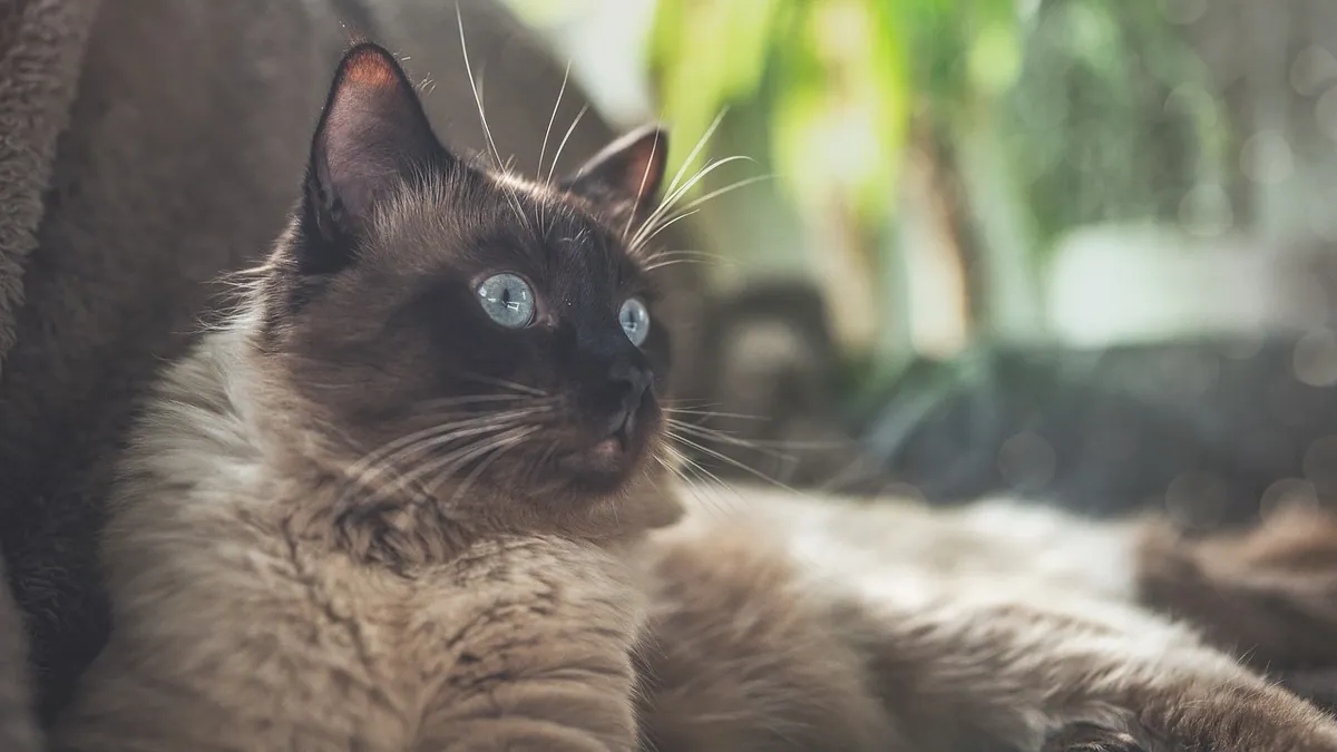False Pregnancy in Cats: Symptoms and What to Do