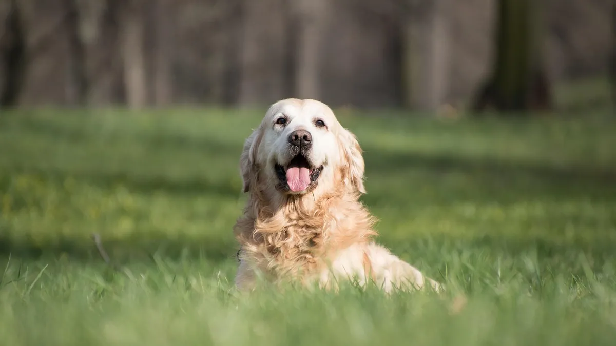 False Pregnancy in Dogs: Signs, Duration, and Care