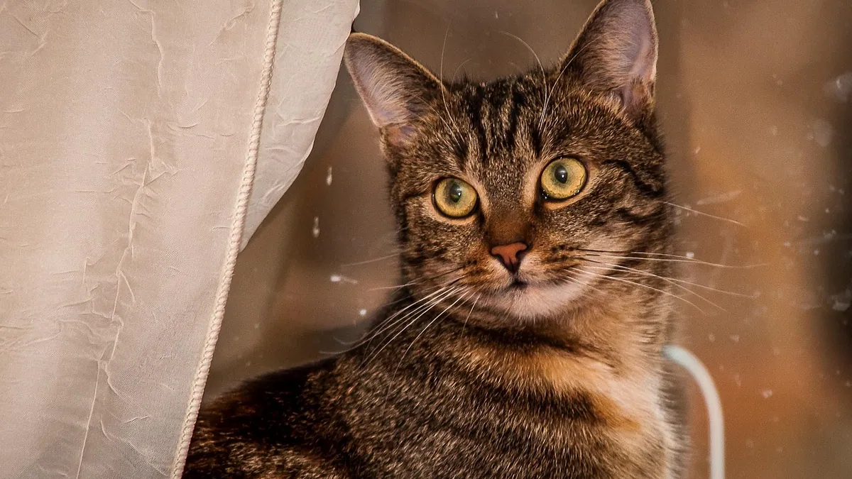 Famotidine for Cats With Kidney Disease: Safe or Not?