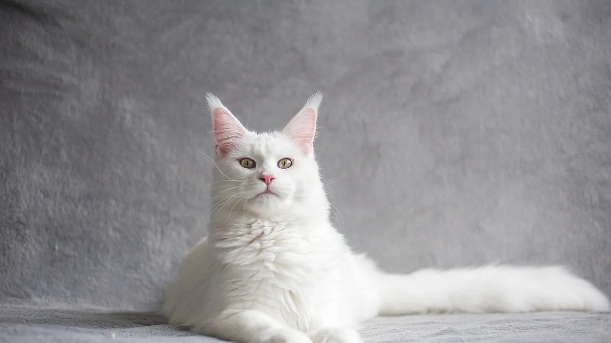 Famotidine for Cats: Side Effects and Vomiting Relief