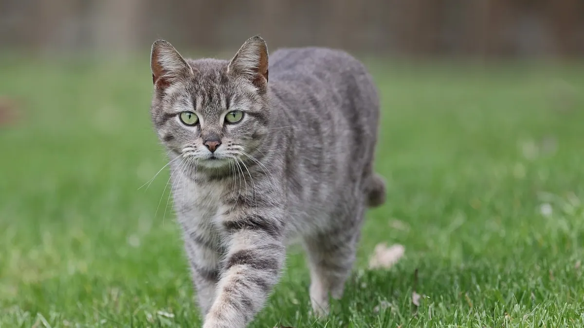 FCE in Cats: Symptoms, Causes, and What to Expect
