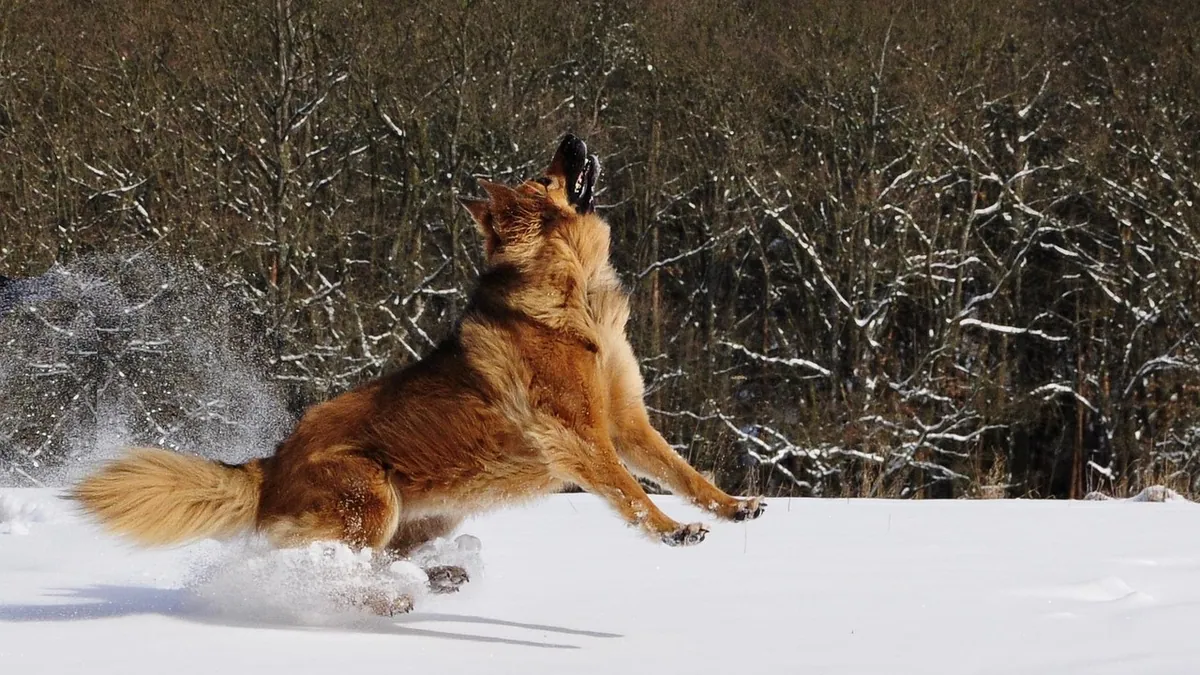 Is Febreze Toxic to Dogs? Spray and Plugin Safety