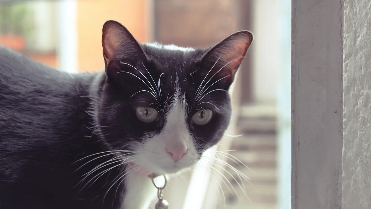 Is Febreze Toxic to Cats? Air Freshener Safety