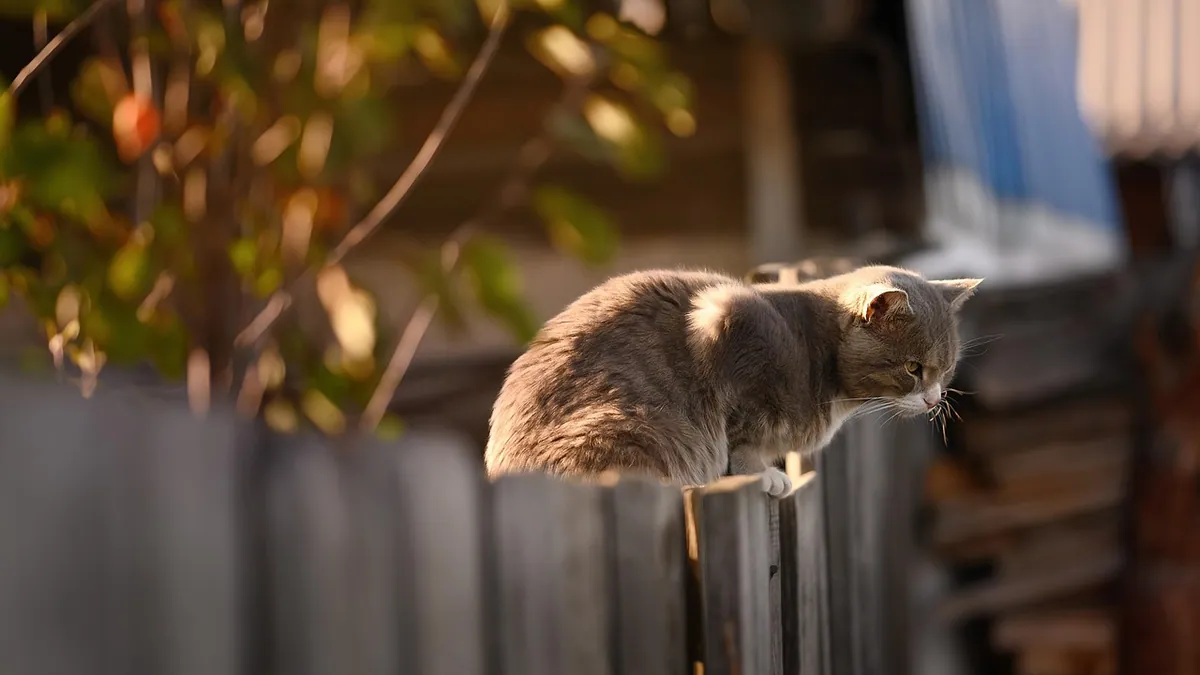 Feeding Outdoor and Indoor-Outdoor Cats