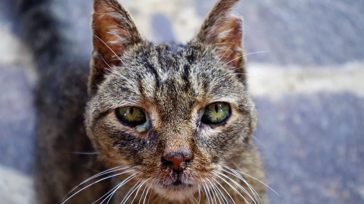 Is Feline Herpes Contagious to Other Cats? What to Know