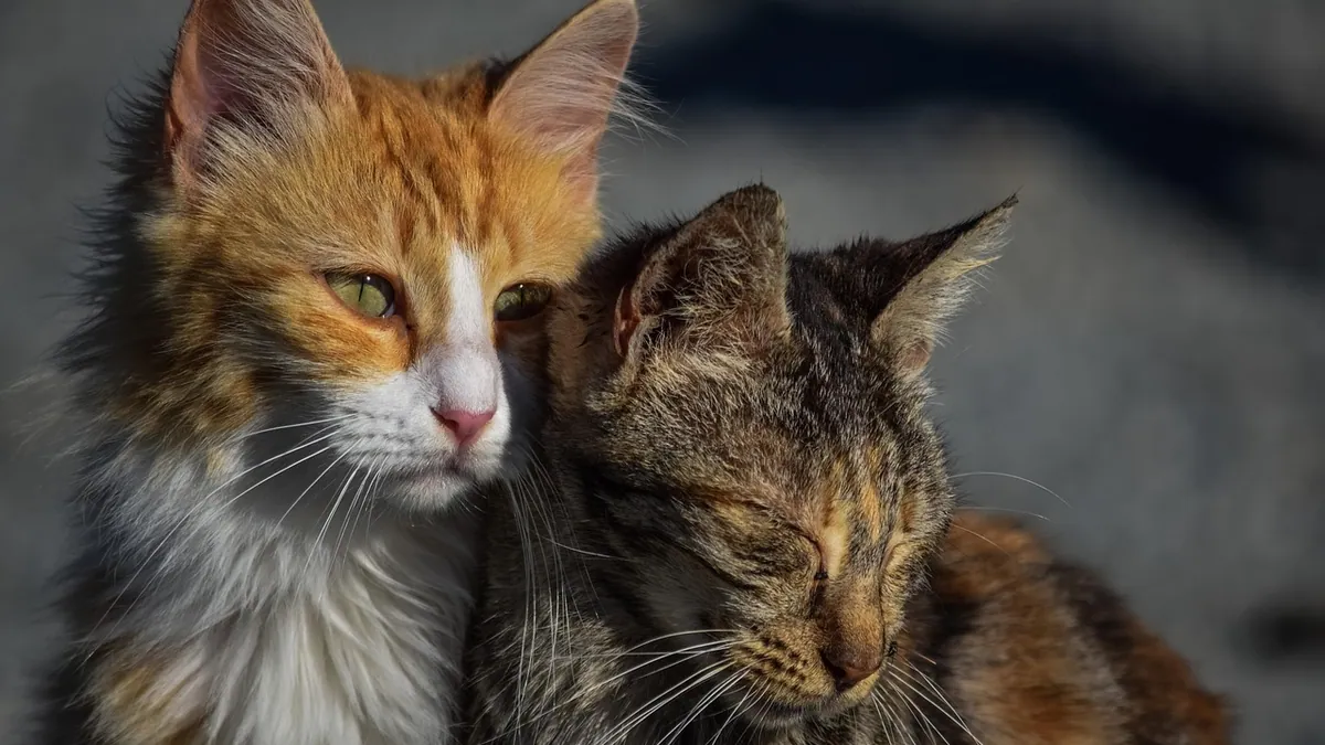 Is Feline Leukemia Contagious to Other Cats?