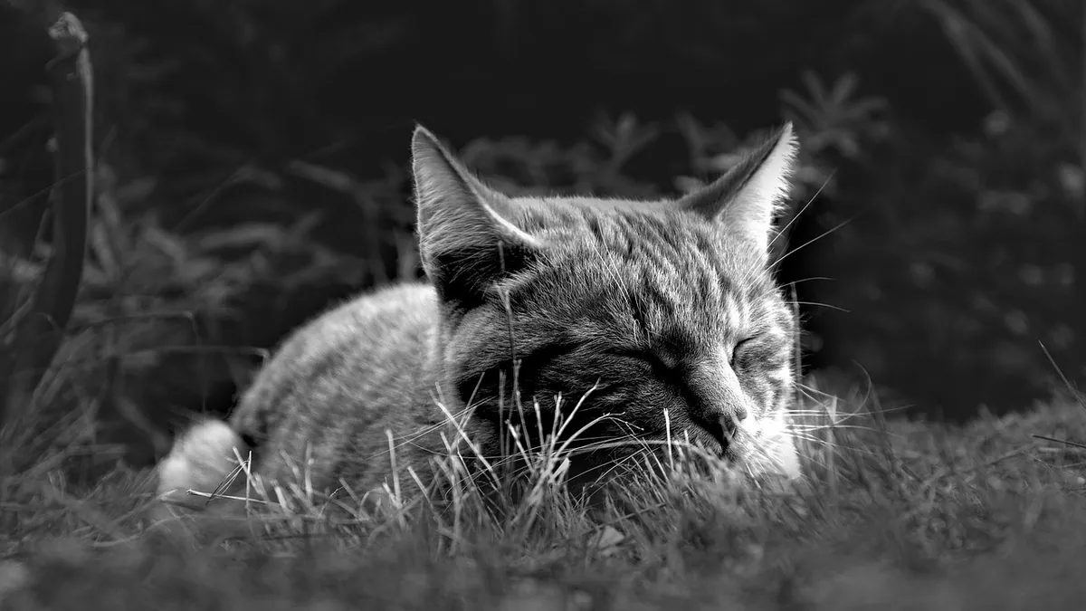 Feline Leukemia Treatment: Managing FeLV in Cats