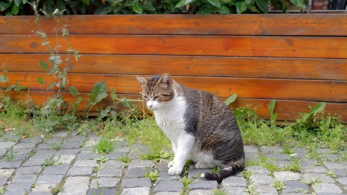 Feline Pain Management Guidelines for Owners