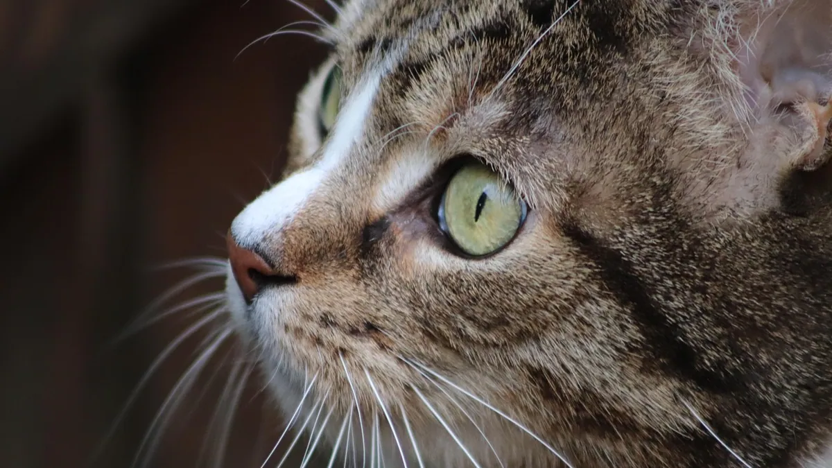 Feline Viral Rhinotracheitis: Signs and Causes in Cats