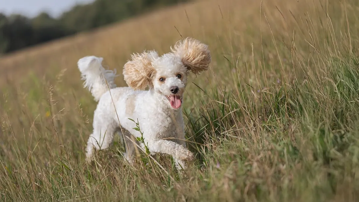 Female Dog Straining to Urinate: Causes and Urgency