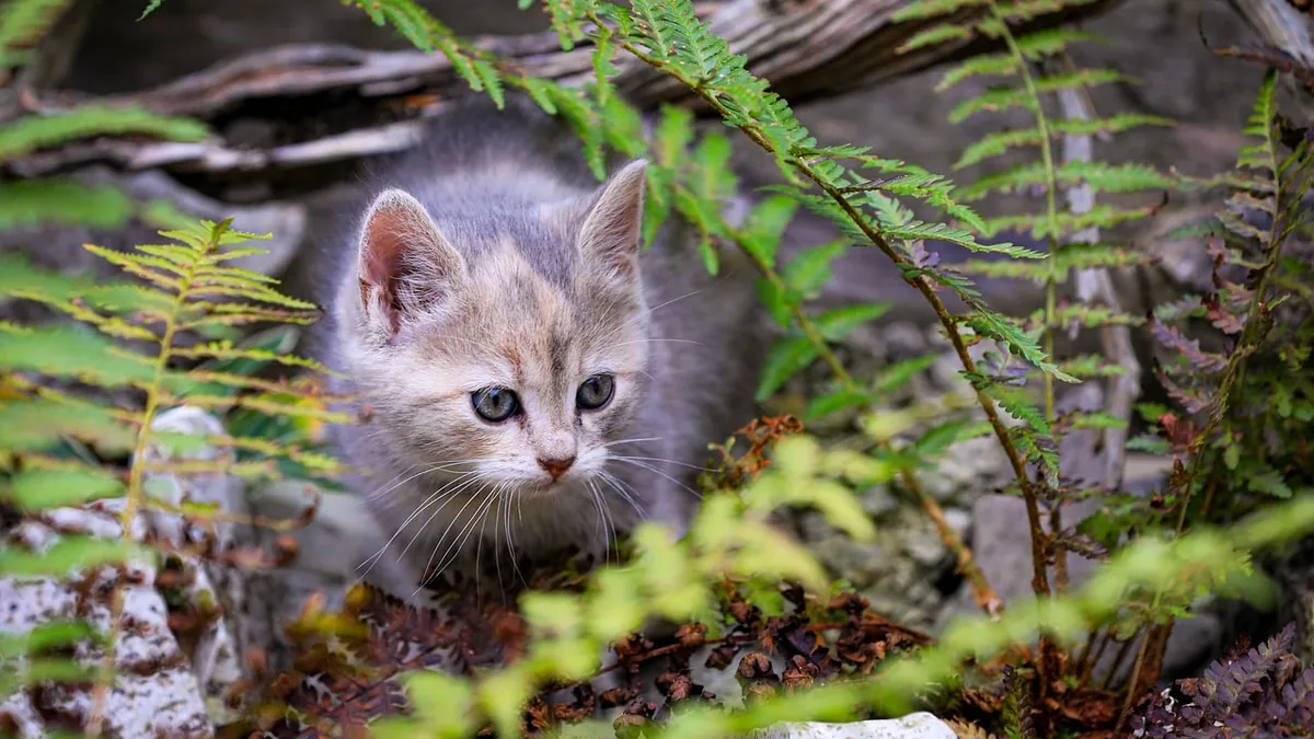 Are Ferns Toxic to Cats? Holly, Staghorn and More