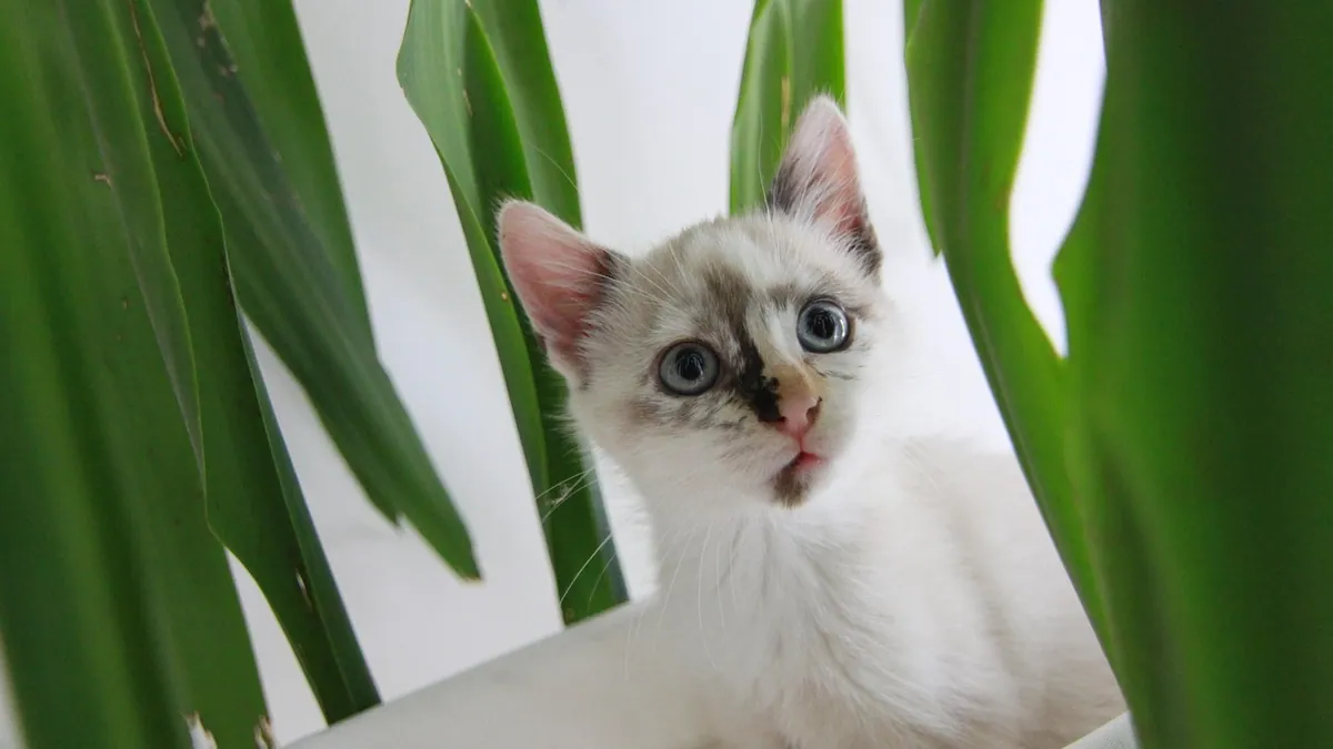 Is Fernwood Snake Plant Toxic to Cats? Safety Guide
