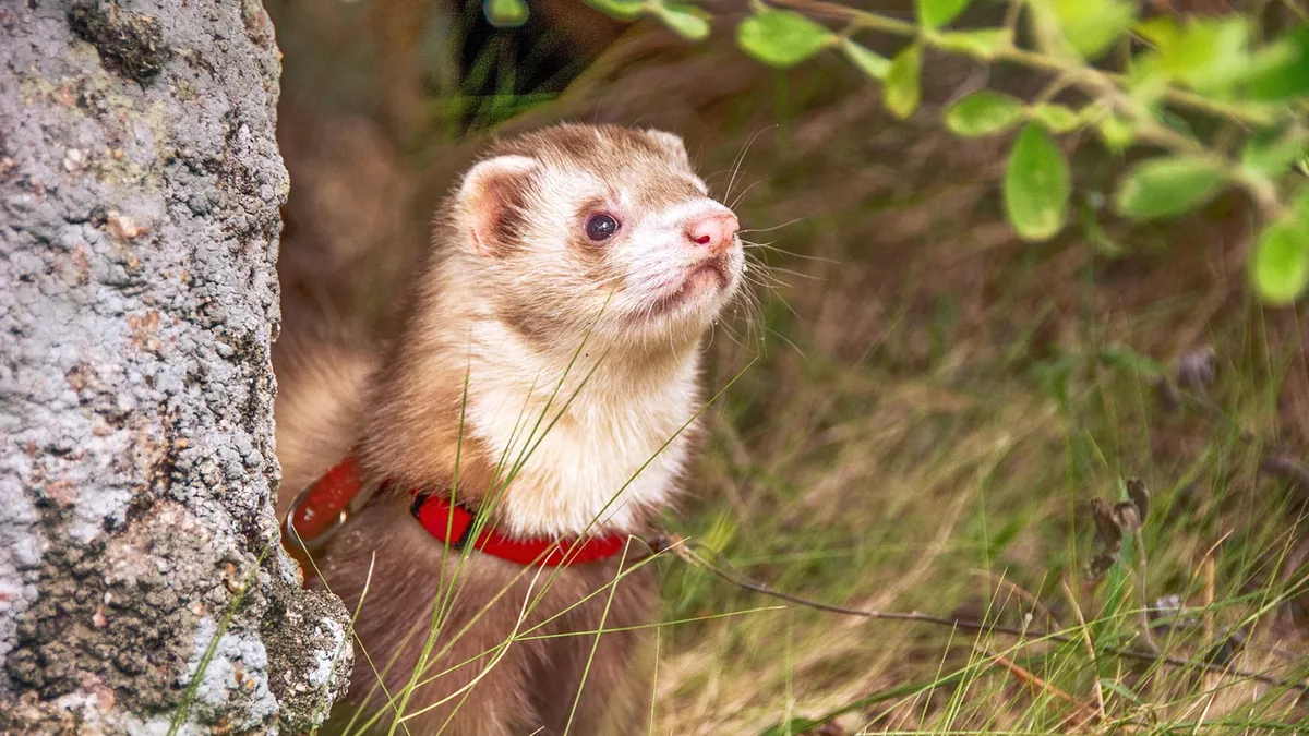 Why Is My Ferret Biting Me? Nipping, Licking, and Training