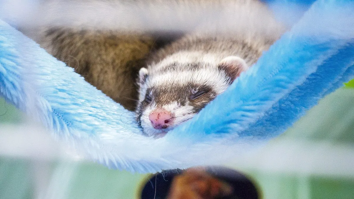 How to Tell If Your Ferret Has a Blockage