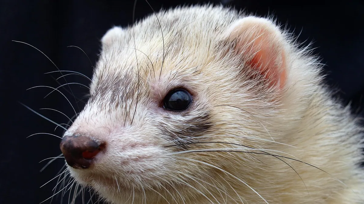 Why Is My Ferret Coughing? Causes and When to Worry