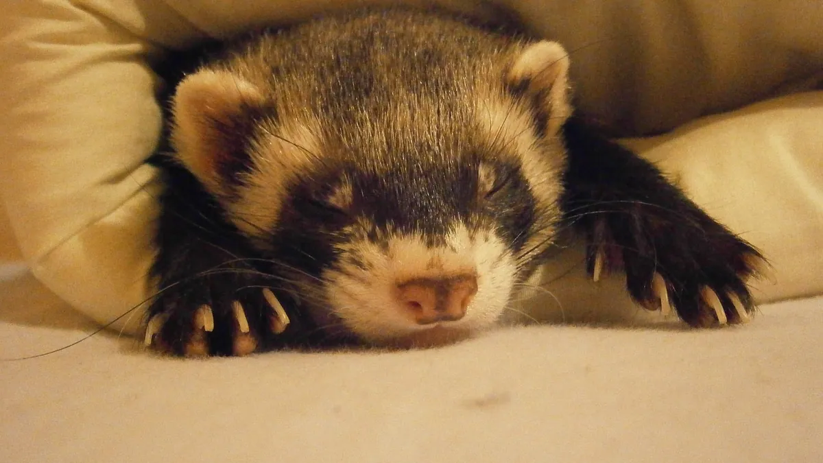 Is My Ferret Depressed? Signs and How to Help