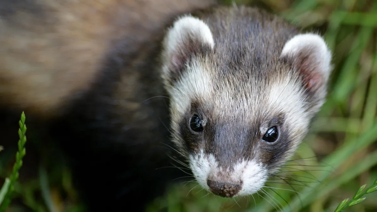 Why Is My Ferret Drooling? Causes and When to Worry