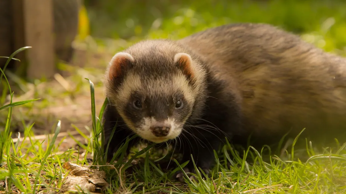 Why Is My Ferret Eating Poop? Coprophagia Explained