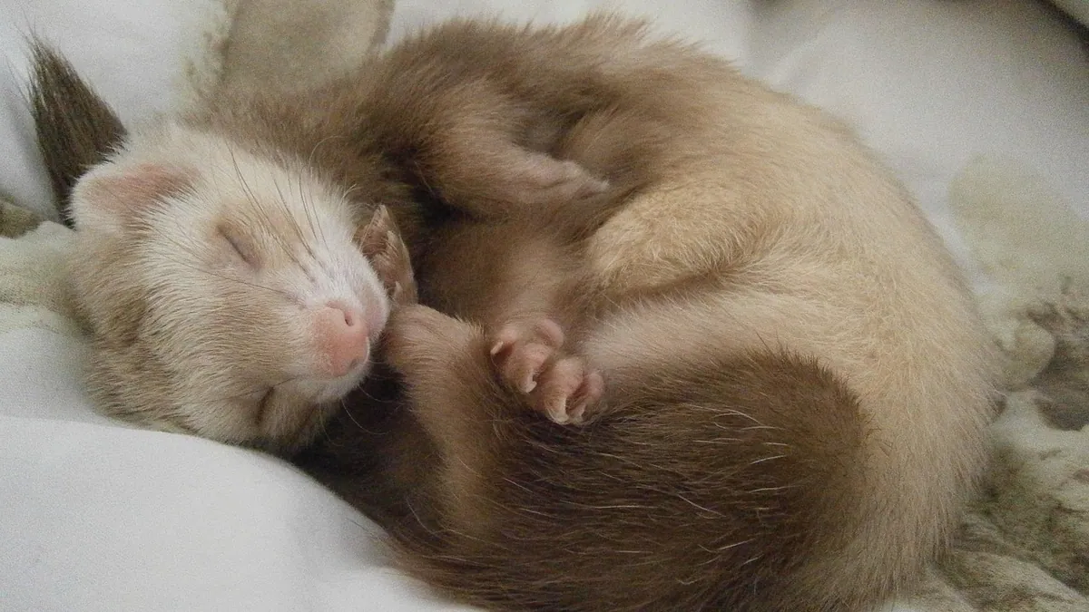 Signs Your Ferret Is Dying: What to Expect and Do