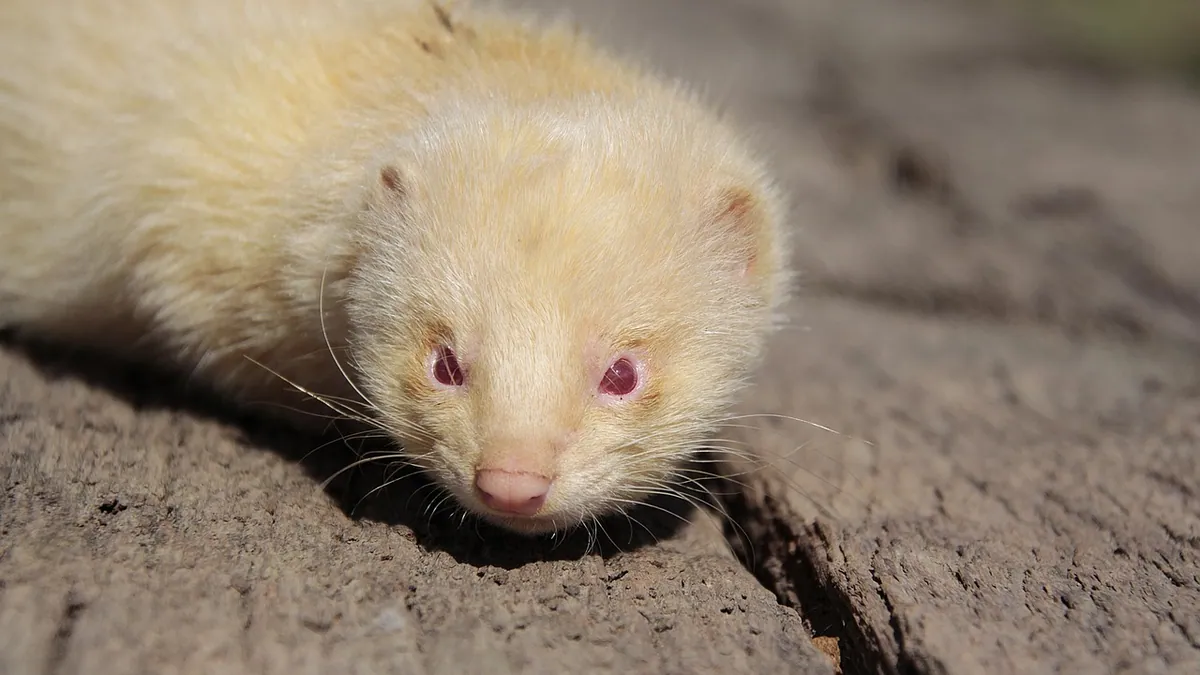 My Ferret Has Fleas: Signs and Safe Treatment