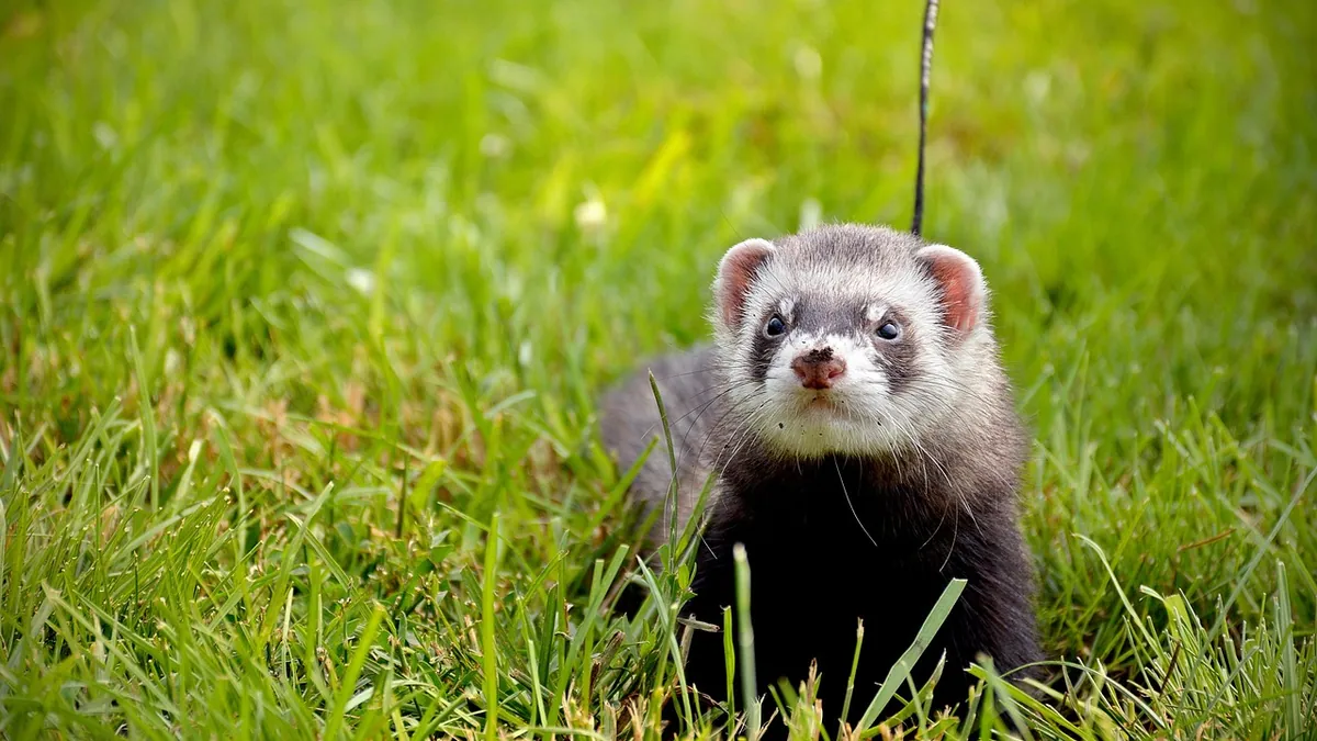 Why Is My Ferret Losing Hair on Its Tail?