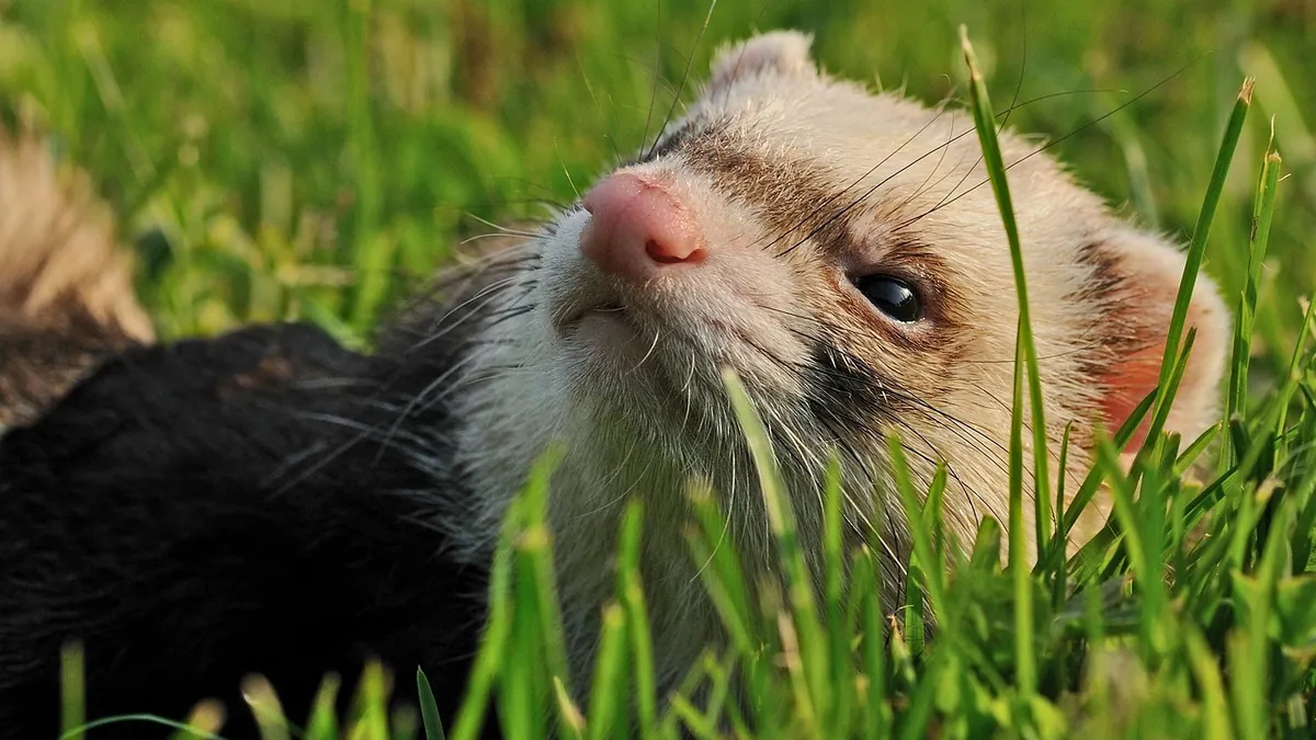 Why Is My Ferret So Itchy? Causes and Relief