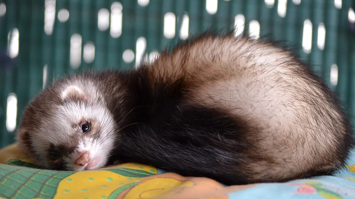 Why Is My Ferret Itching, Sneezing, or Shedding So Much?