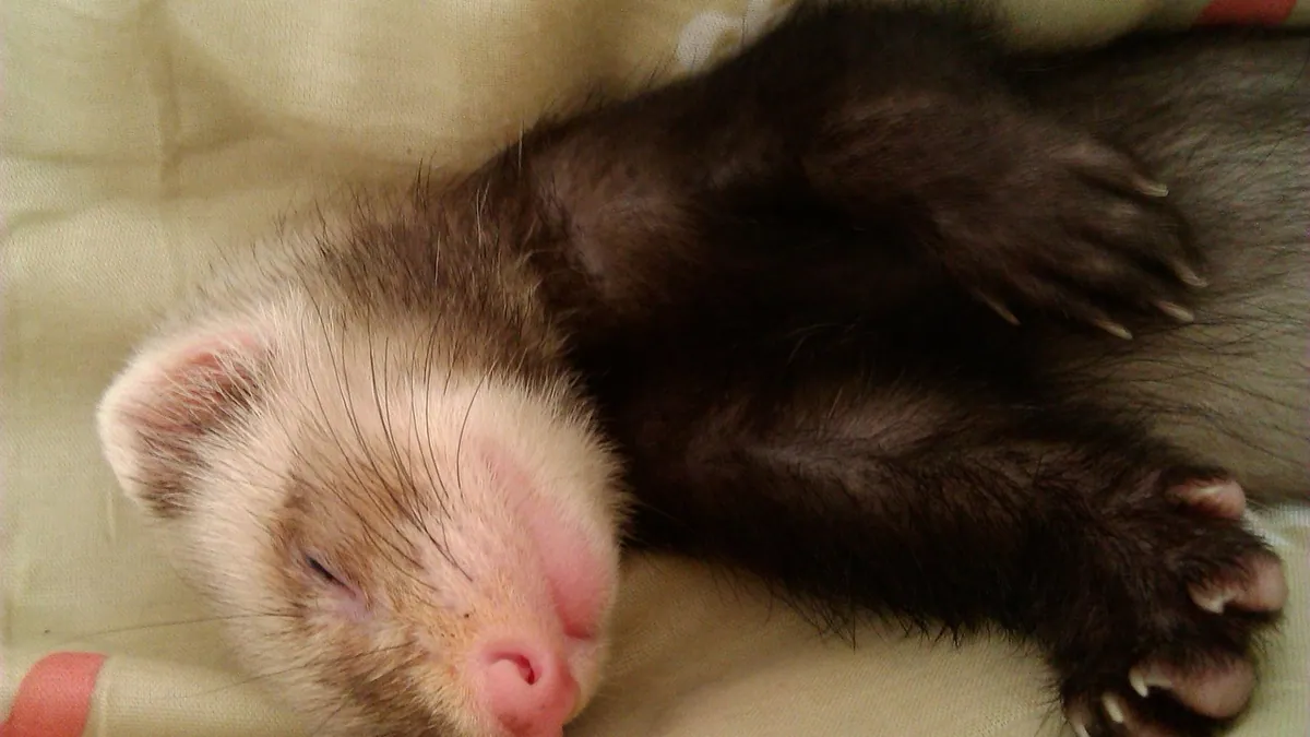Why Is My Ferret Lethargic? Causes and Red Flags