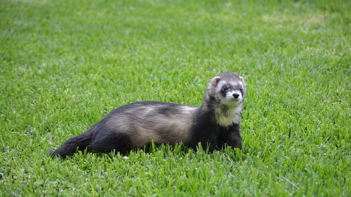 Why Is My Ferret Not Eating? Causes and When to Act