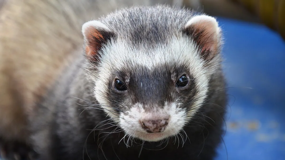Blood in Ferret Pee or Poop: Causes and When to Rush In