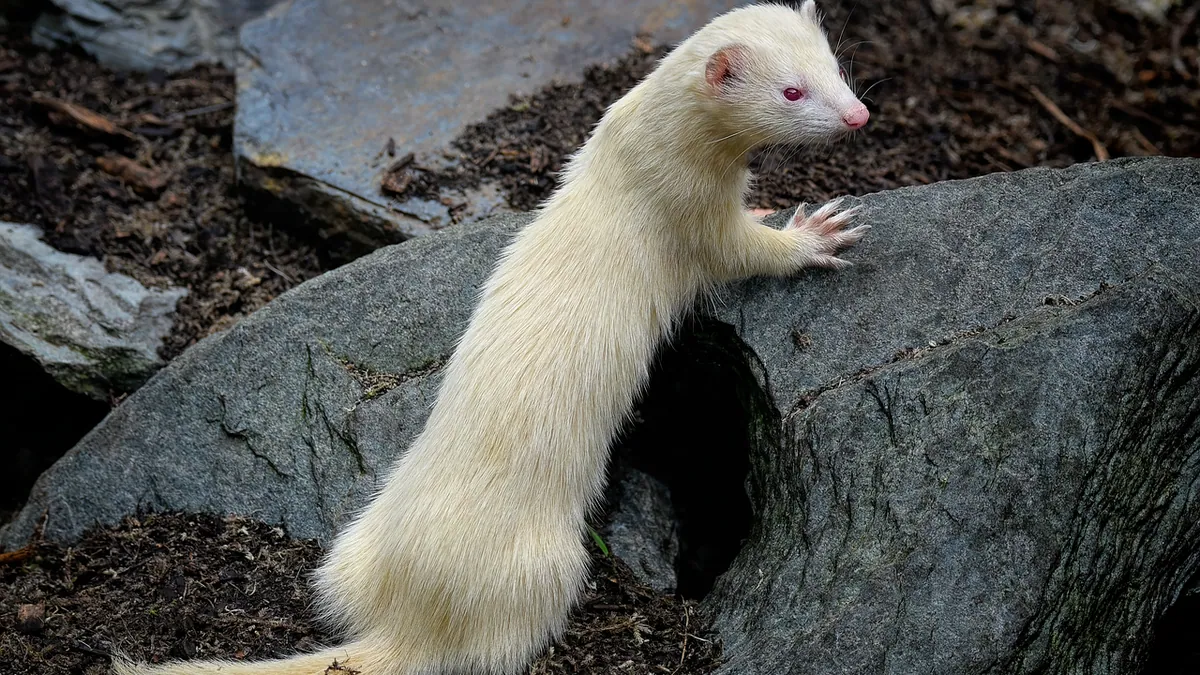 How to Tell If Your Ferret Is a Boy or Girl