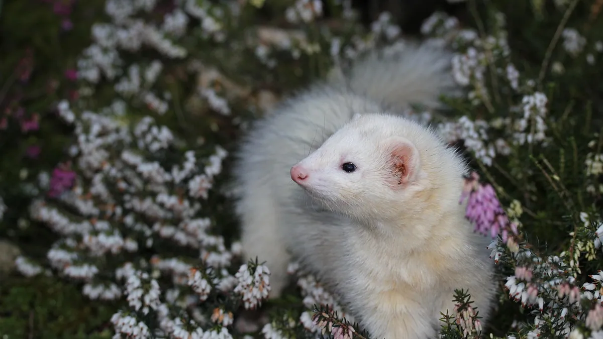 Why Is My Ferret Shaking? Causes From Play to Disease