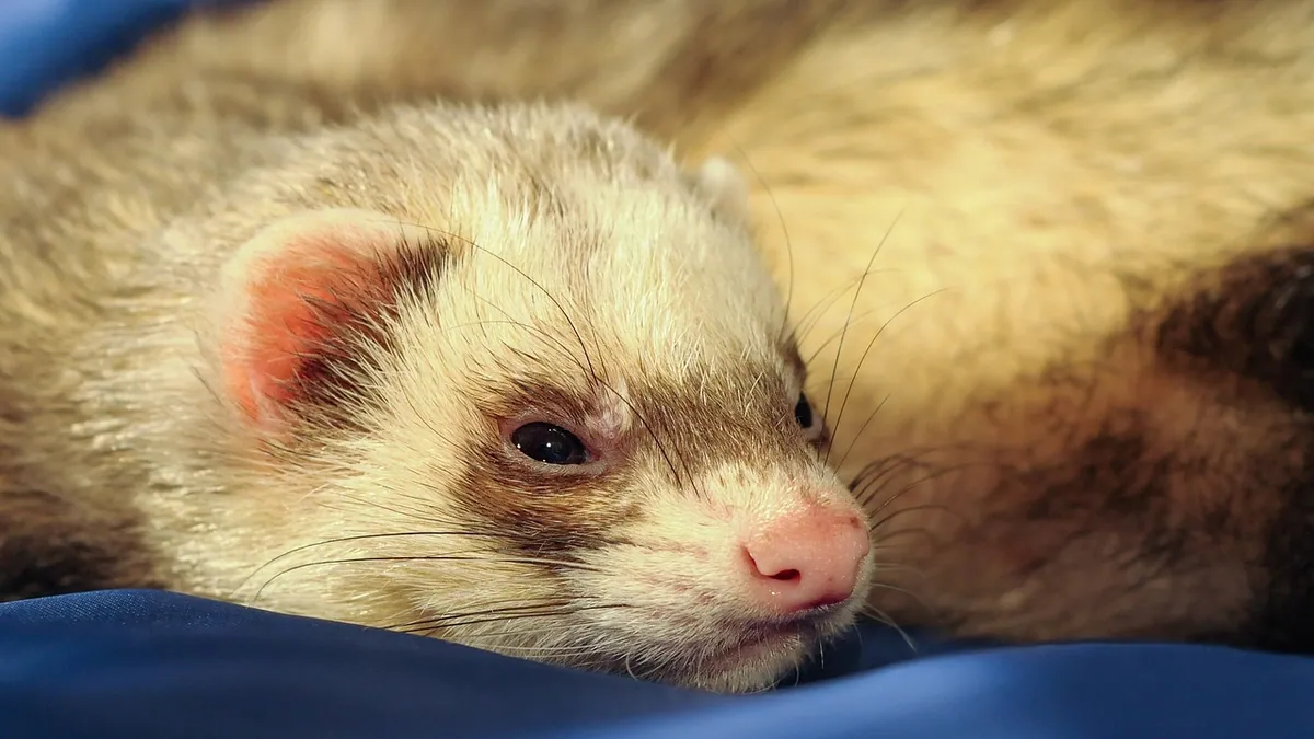 Why Is My Ferret Throwing Up? Causes and Red Flags