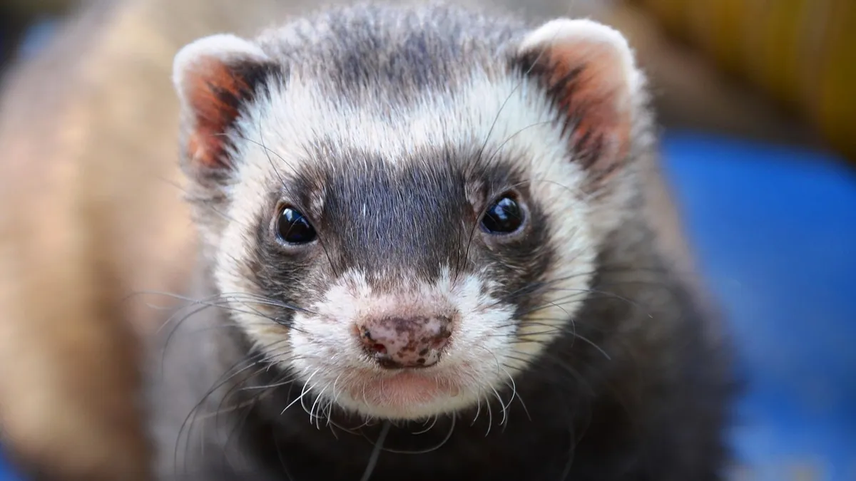 Why Is My Ferret Walking in Circles? Causes to Check