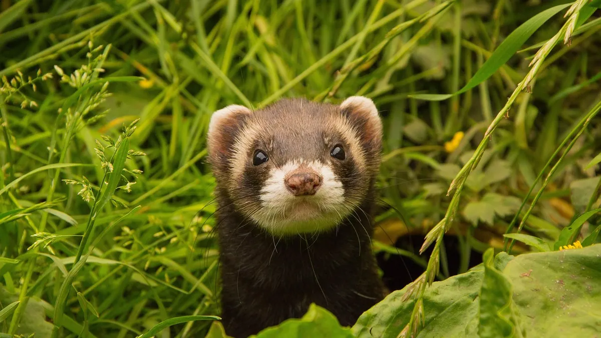 Why Is My Ferret Making Weird Noises? Sounds Explained