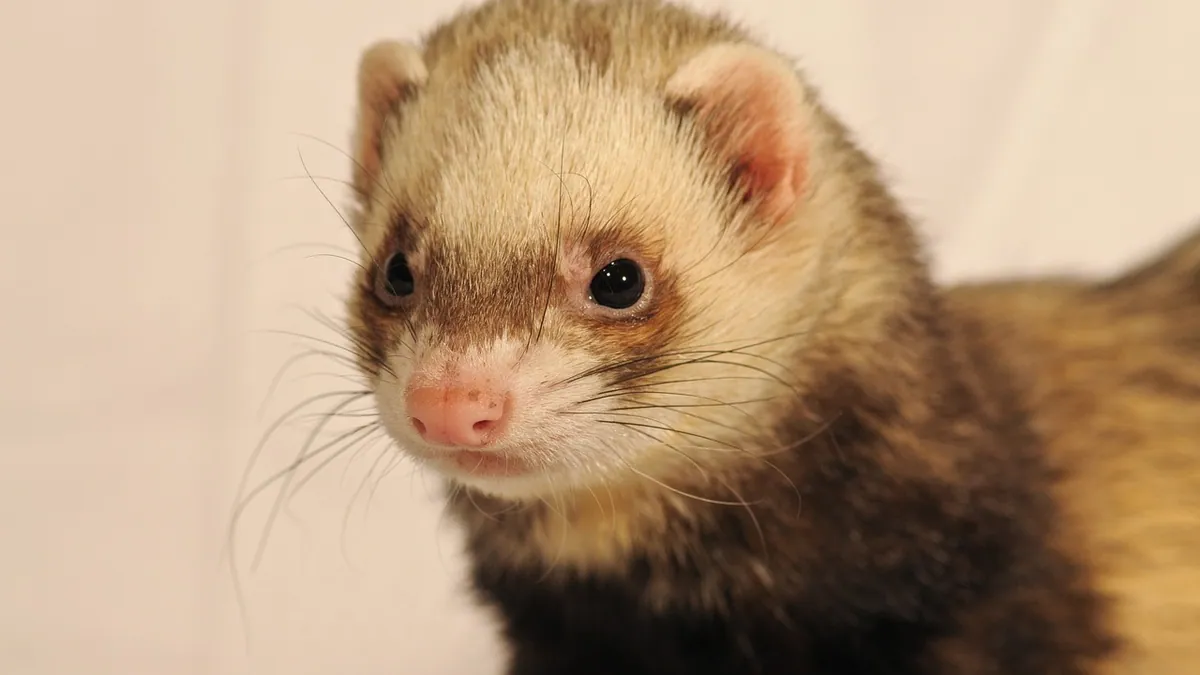 My Ferret Won't Eat: Causes and When to See a Vet