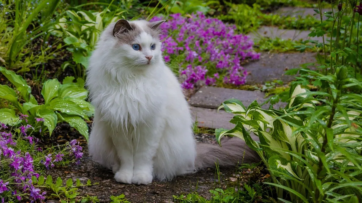 Is Fertilizer Poisonous to Cats? Lawn and Plant Risks