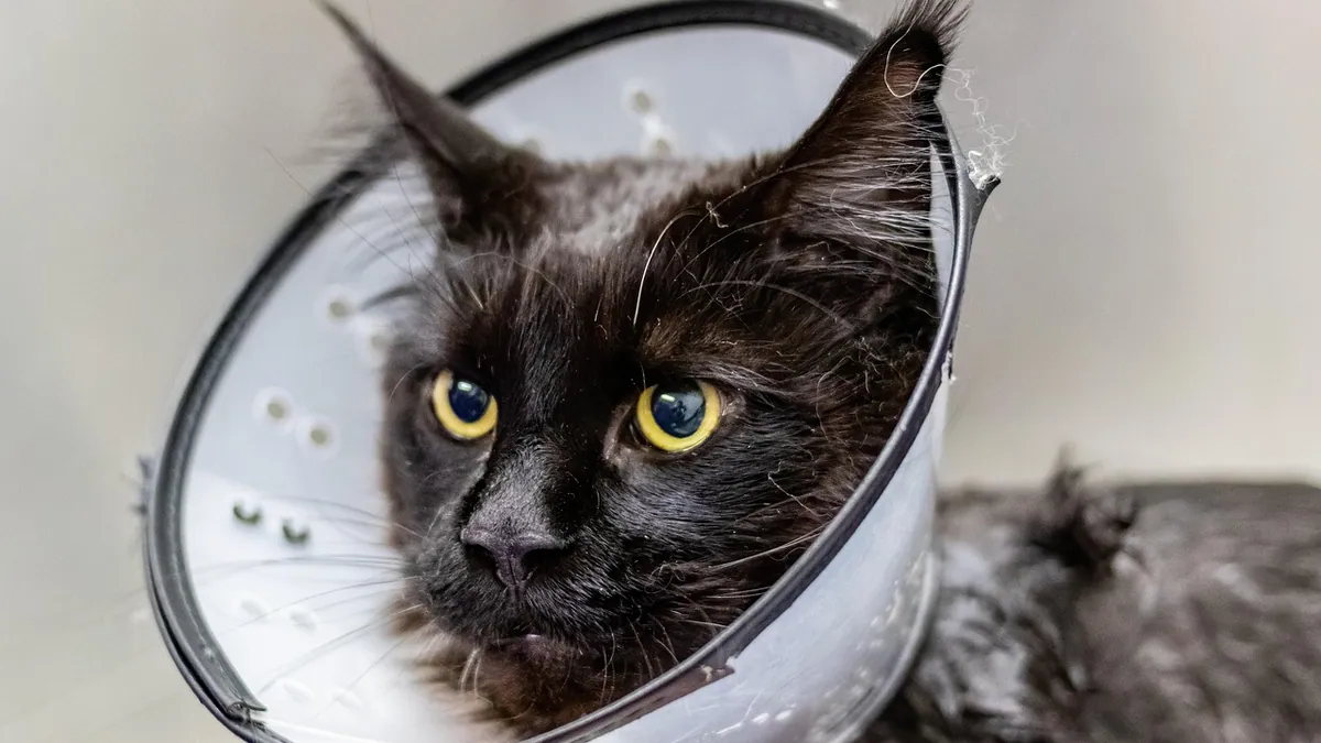 Fever in Cats: Causes, Temperature, and Symptoms
