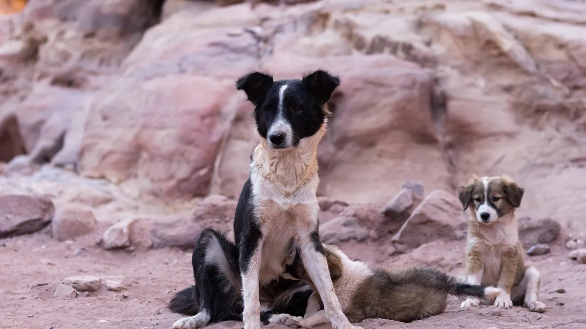 Fever in Dogs After Giving Birth: Causes and When to Worry