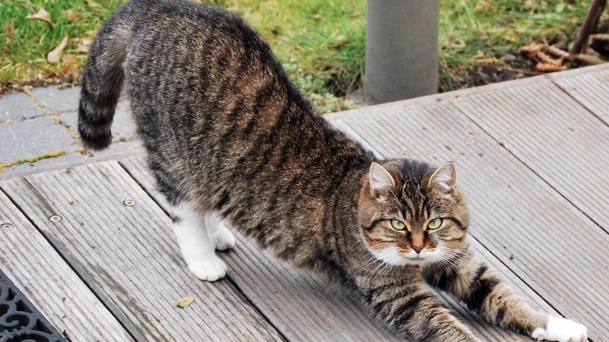 FHO Cat Physical Therapy: Exercises and Recovery