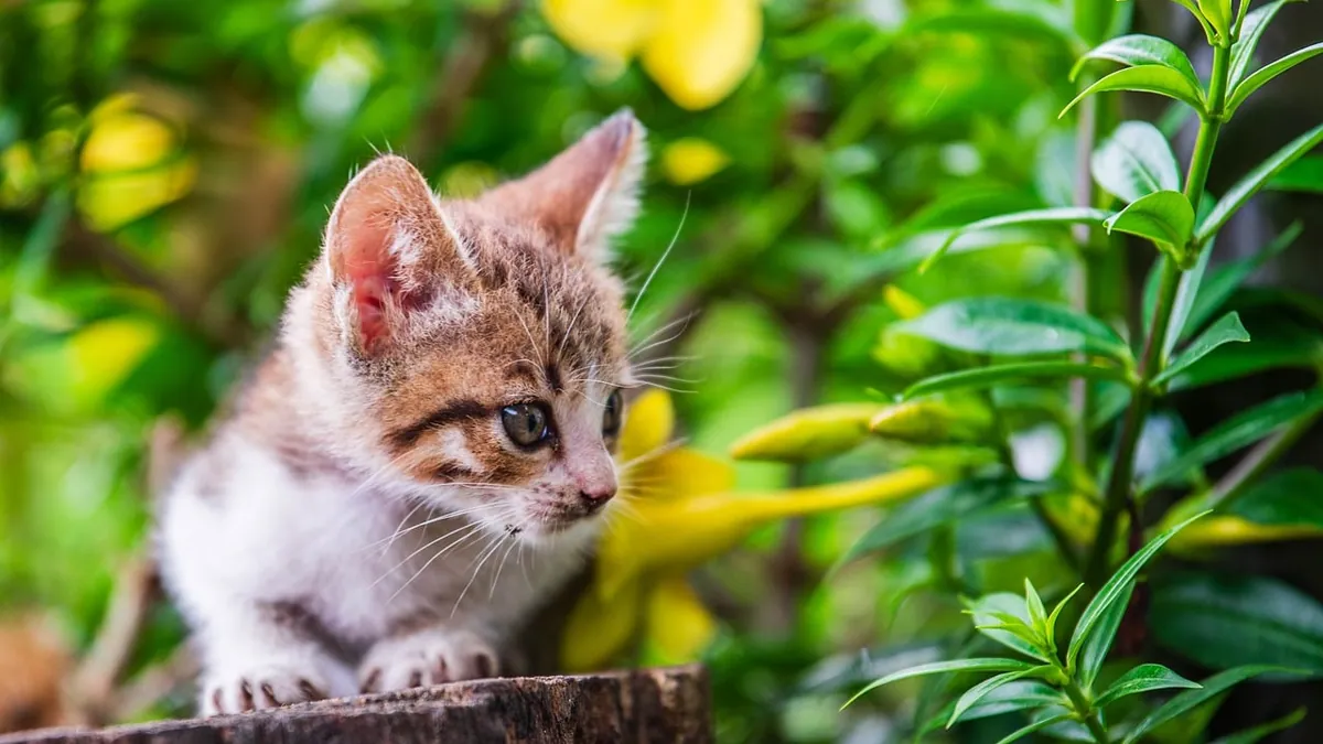 Is Ficus Rubber Plant Toxic to Cats? Signs to Watch