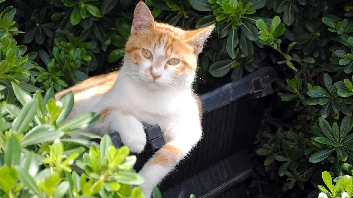 Is Fiddle Leaf Fig Toxic to Cats? Symptoms and Care
