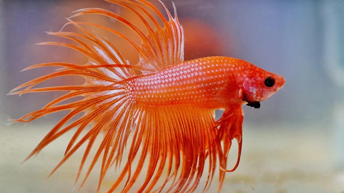 Why Are My Betta or Goldfish Fins Shredded?