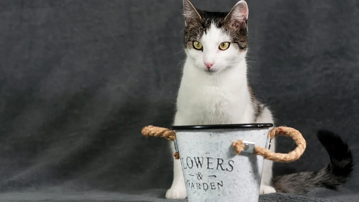 Fish Oil or Coconut Oil for Cat Constipation: Do They Work?