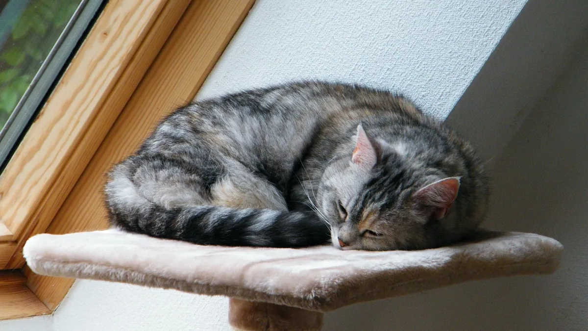 Fish Oil for Itchy Cats and Fish Oil Allergy Signs