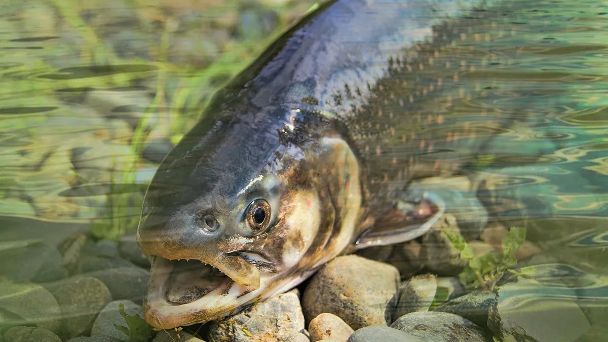 Why Is My Fish Rubbing Against Rocks or Gravel?