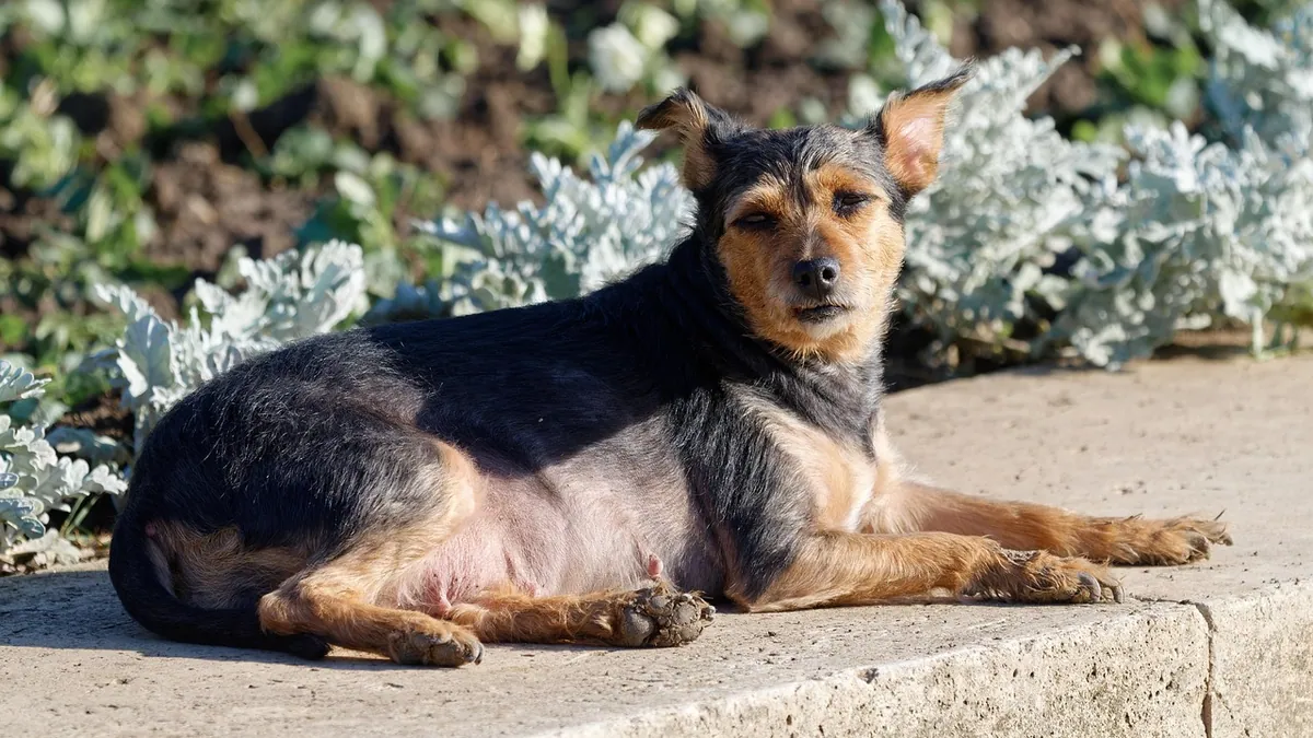 Is Fishbone Cactus Toxic to Dogs? Safety Guide