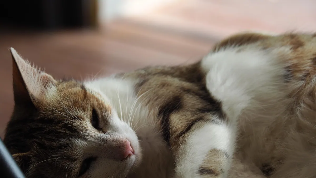FIV and FIP Life Expectancy in Cats: How Long Can They Live?