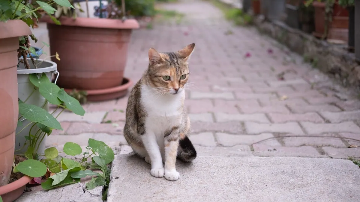 Is Flapjack Succulent Toxic to Cats? What to Know
